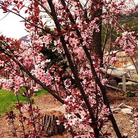 montagne attitude arbre en fleurs