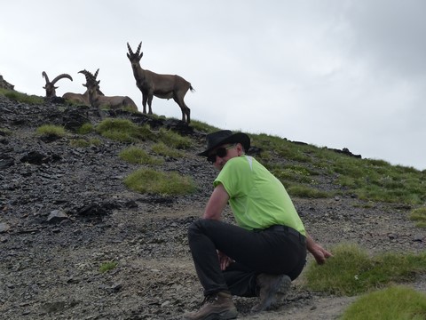 montagne-attitude observation bouquetins